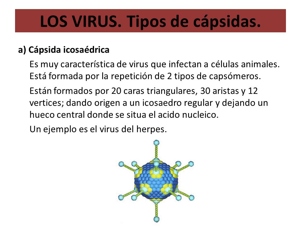 virus de celulas animales